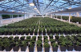 Cannabis Production and CTLS Reporting